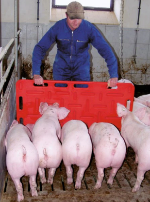 Pig Sorting Board แผงกั้นหมู 97x77cm